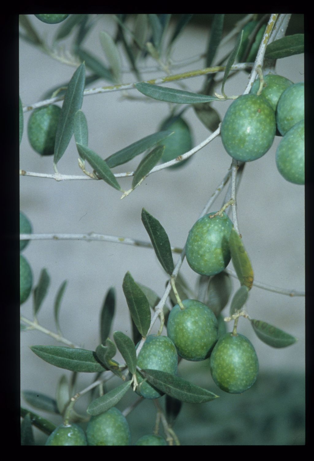 The Origins of the Olive Tree Plants Cultivation Live Science