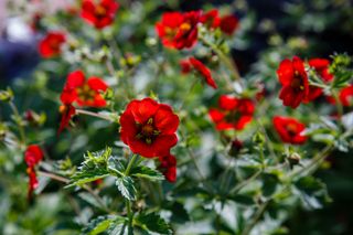 potentilla shrub with red flowers