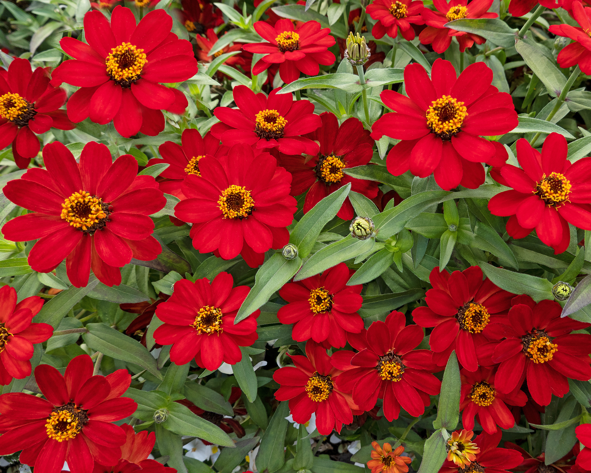 Red Profusion zinnia flowers
