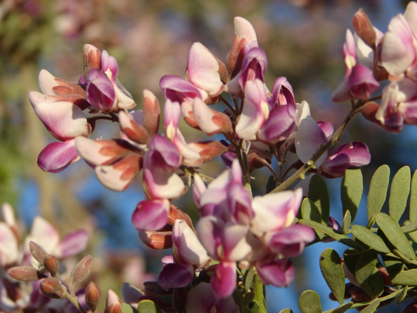 Sonoran Desert blooms