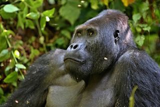 largest animals eastern gorilla