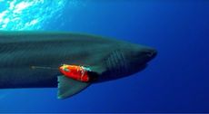 Shark Sensors