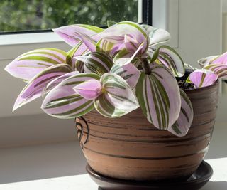 Tradescantia with variegated foliage