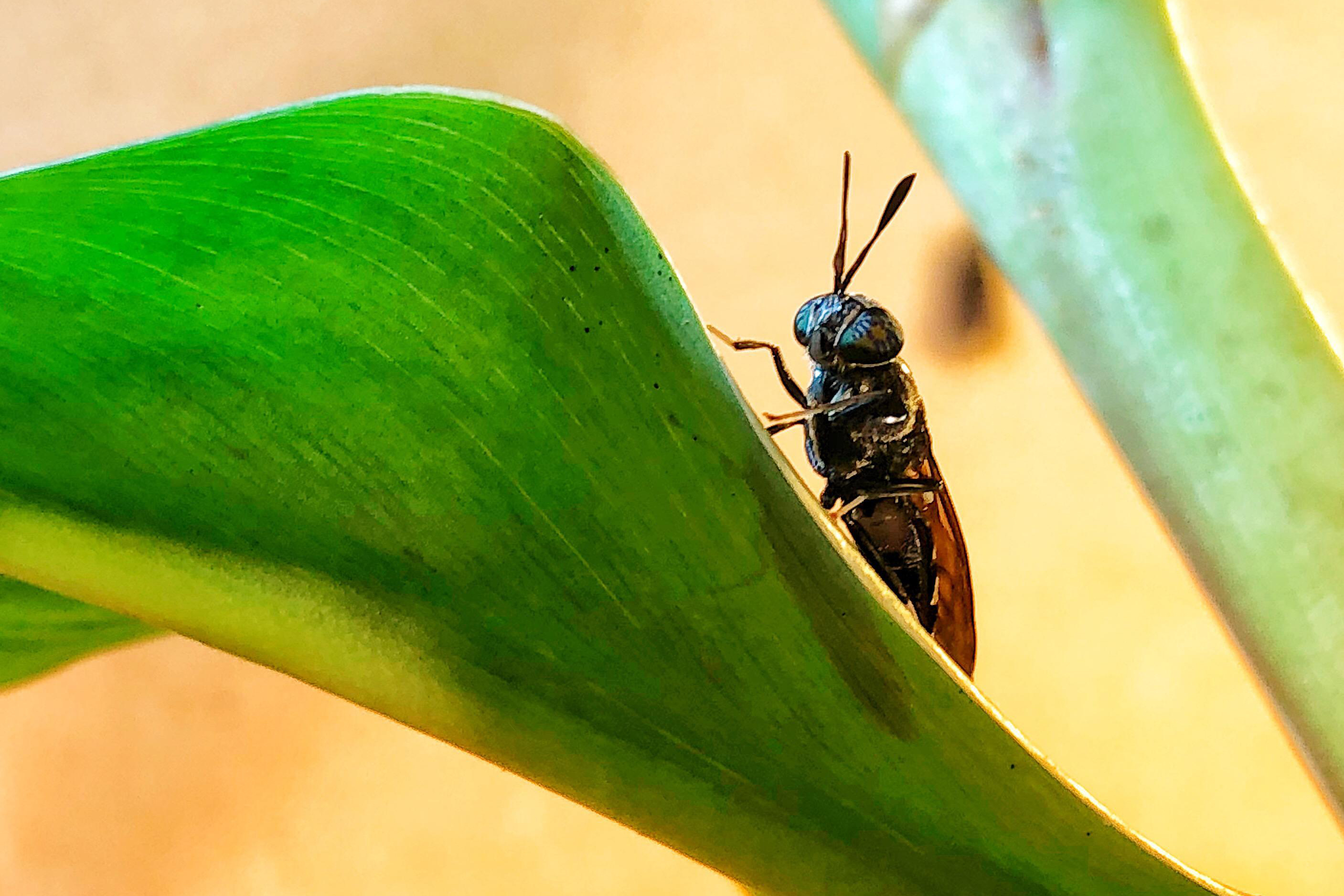 Male black soldier fly on a leaf