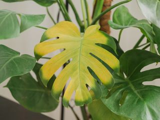 monstera houseplant with yellowing leaves