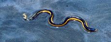 sea snake, water, hydration