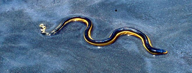 sea snake, water, hydration