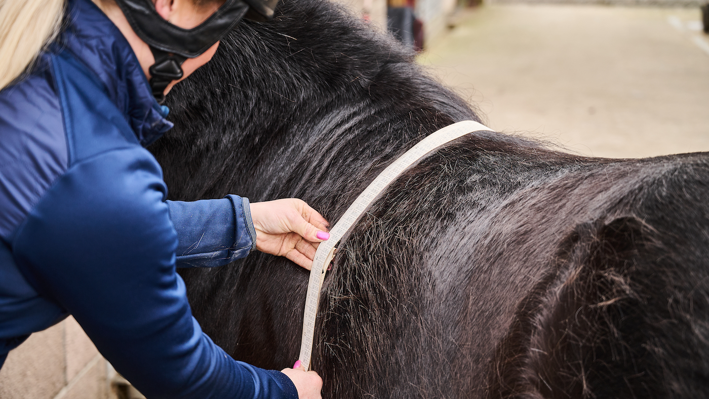 Use a weigh tape to monitor your horse&amp;rsquo;s condition as you bring a show horse back into work