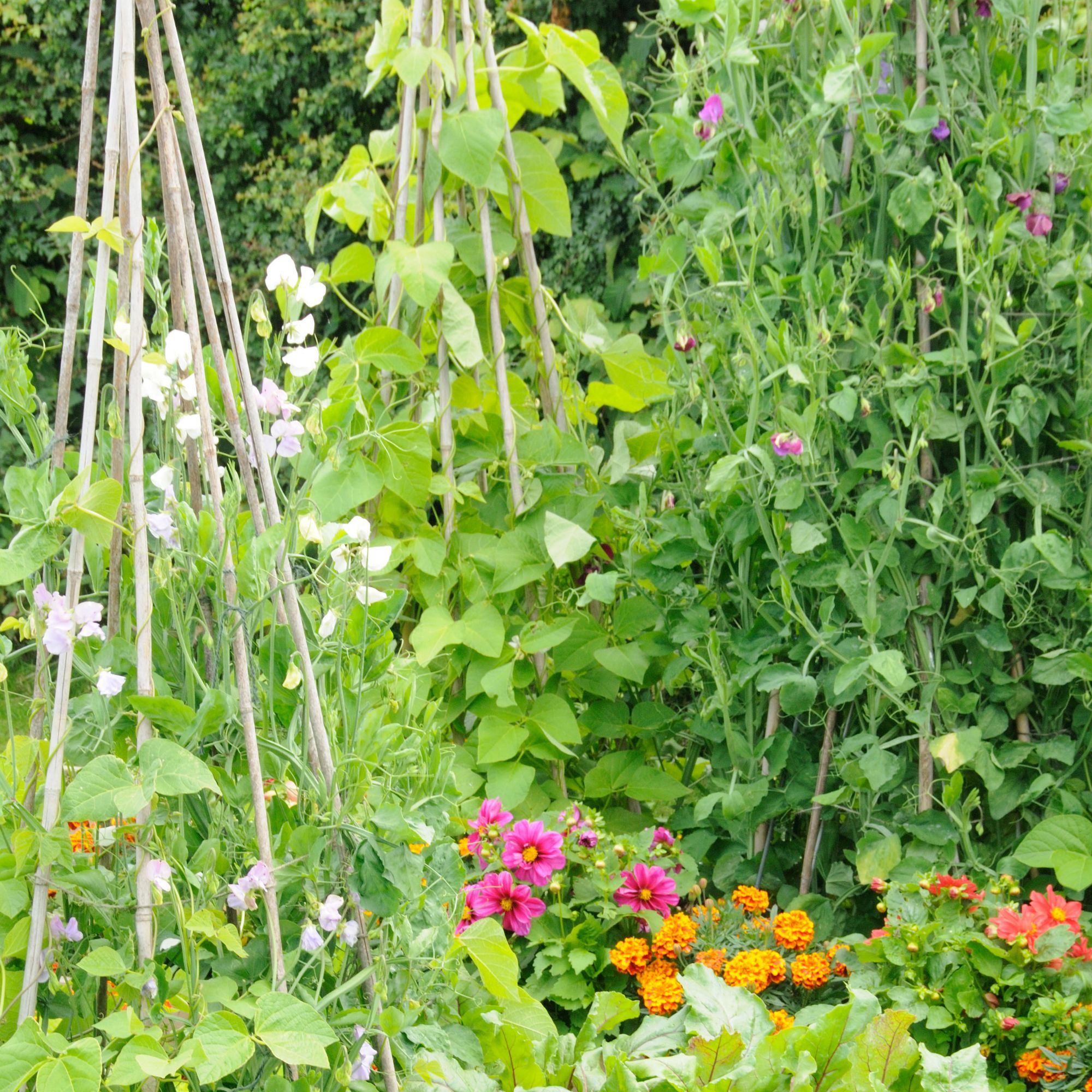 garden wigwam with sweet peas