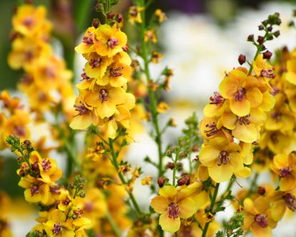 What to plant in September: our top 14 flowers to grow | Gardeningetc