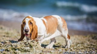 Basset hound walking on the beach