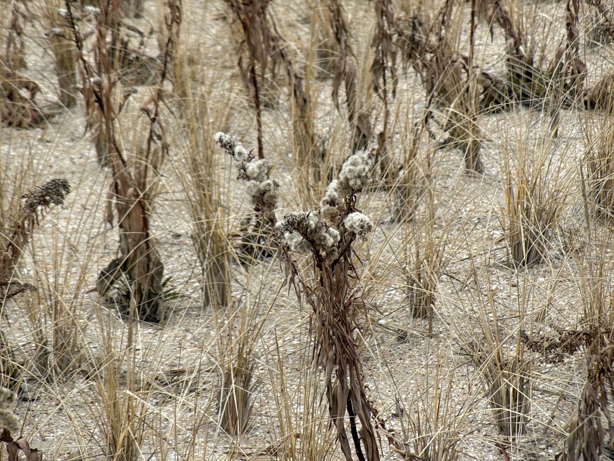 Shiftcam 240mm Super Zoom Tele zoom sample.