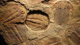 A variety of trilobite fossils embedded in sediment.