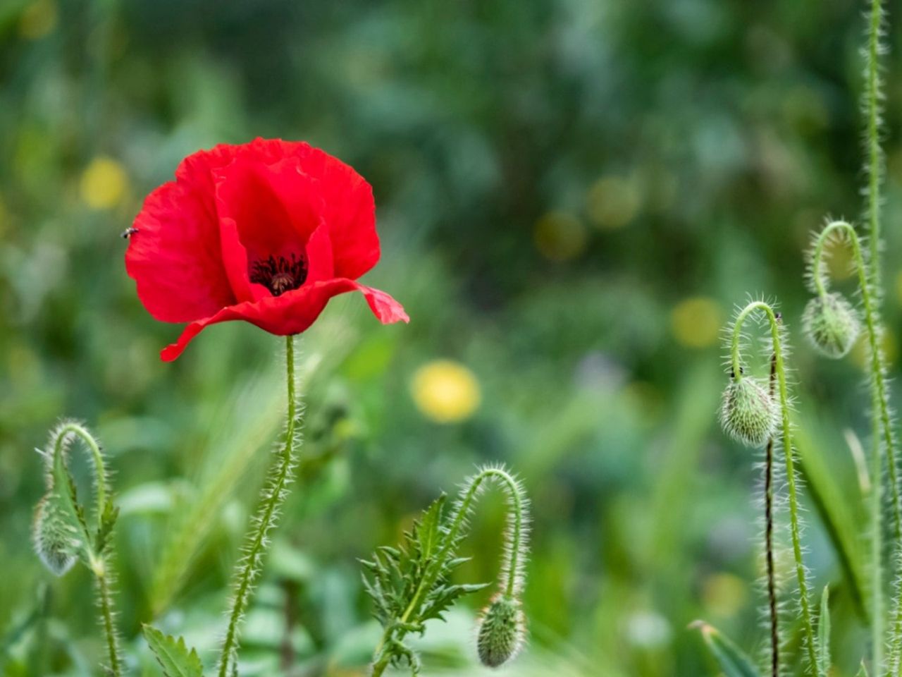 Red Oriental Poppy Flower