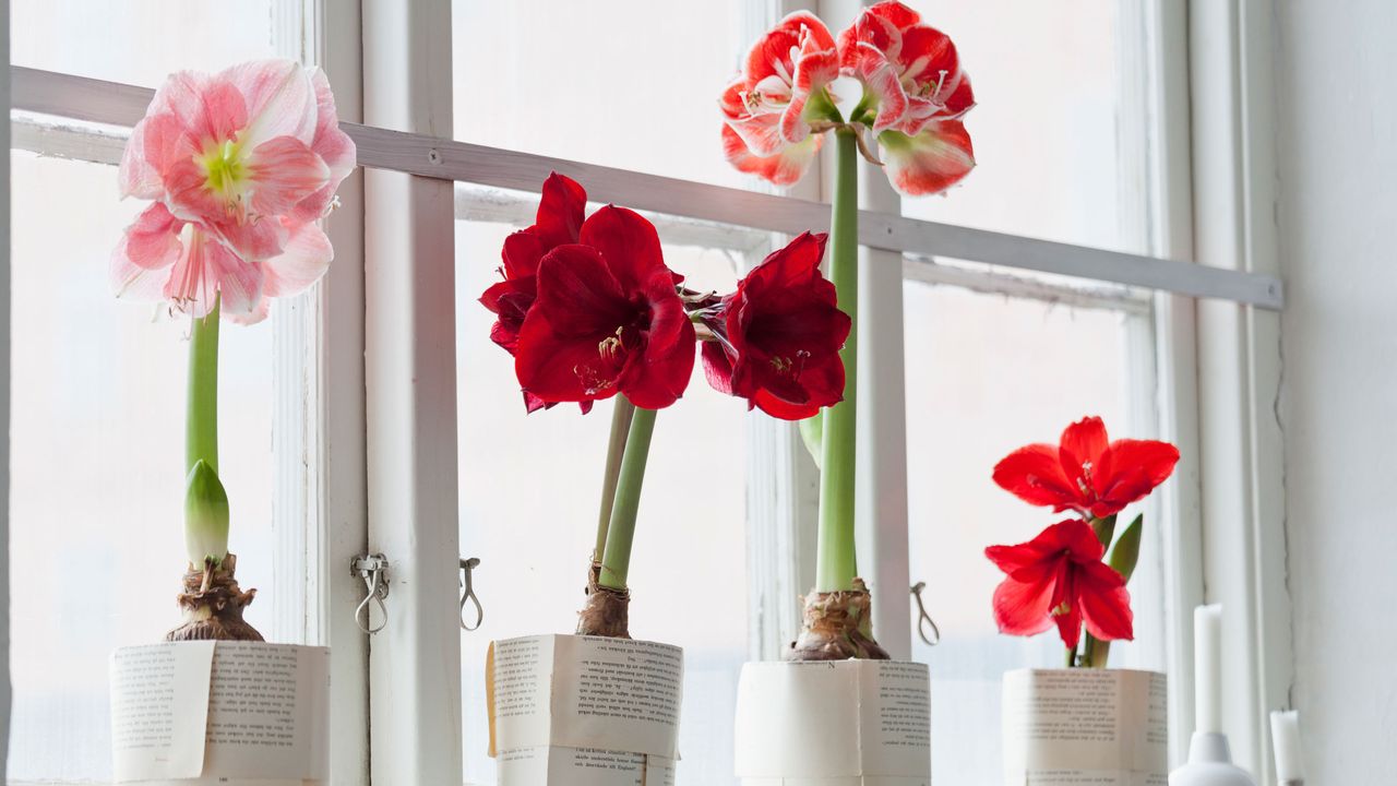 amaryllis in paper pots