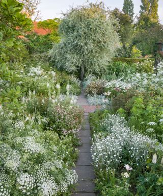 white garden at sissinghurst with densely planted borders