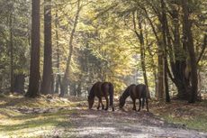 New forest ponies. Credit: Julian Elliott Photography via Getty Images