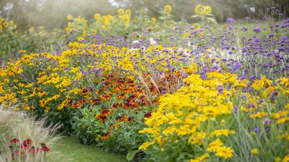 Perennial border filled with sunny flowers