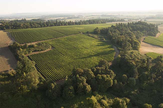 Elton vineyard, Willamette Valley Vineyards, Oregon
