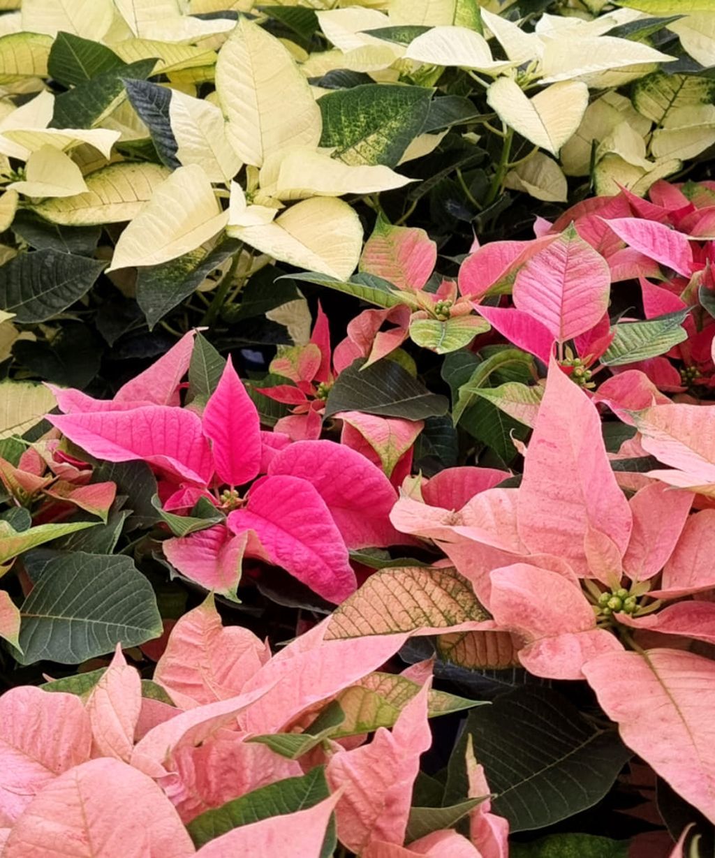Why you should never leave a poinsettia out in the cold Gardeningetc