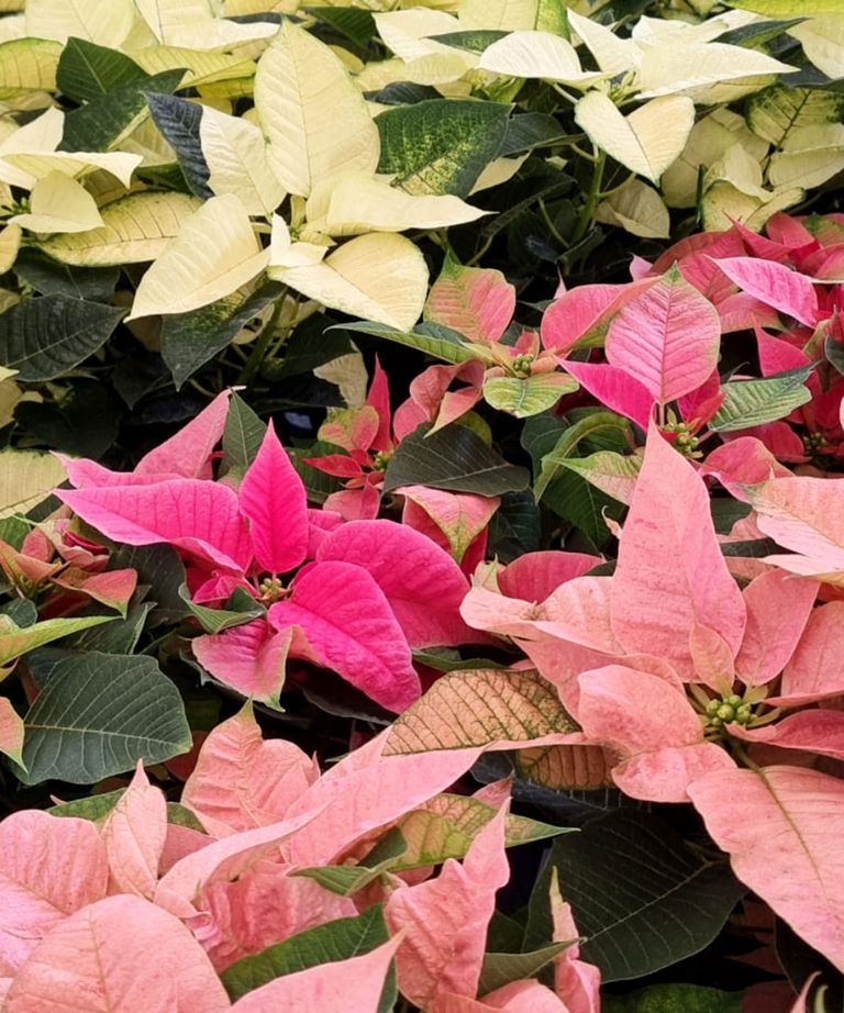 Why you should never leave a poinsettia out in the cold | Gardeningetc