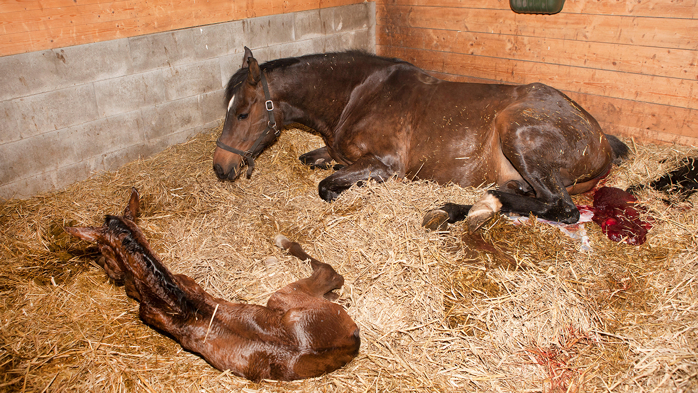 Foaling in horses: the third stage of labour is where the placenta is expelled