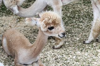 Baby alpacas are called crias.