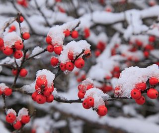 Winterberry Holly in winter snowfall