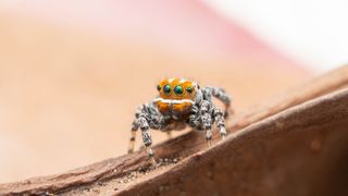 Maratus nemo is the 92nd peacock spider species described in Australia. Most of these were identified in the past decade.