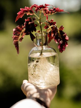 person holding a Coleus cutting rooted in water