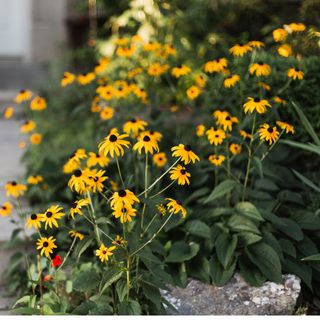 Yellow rudbeckia flowers in a garden border next to a garden path