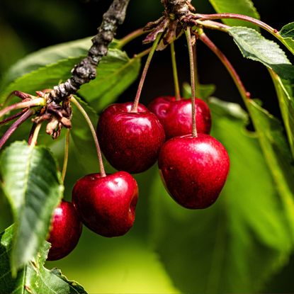 The sweet cherries are almost ripe on this birth month fruit tree