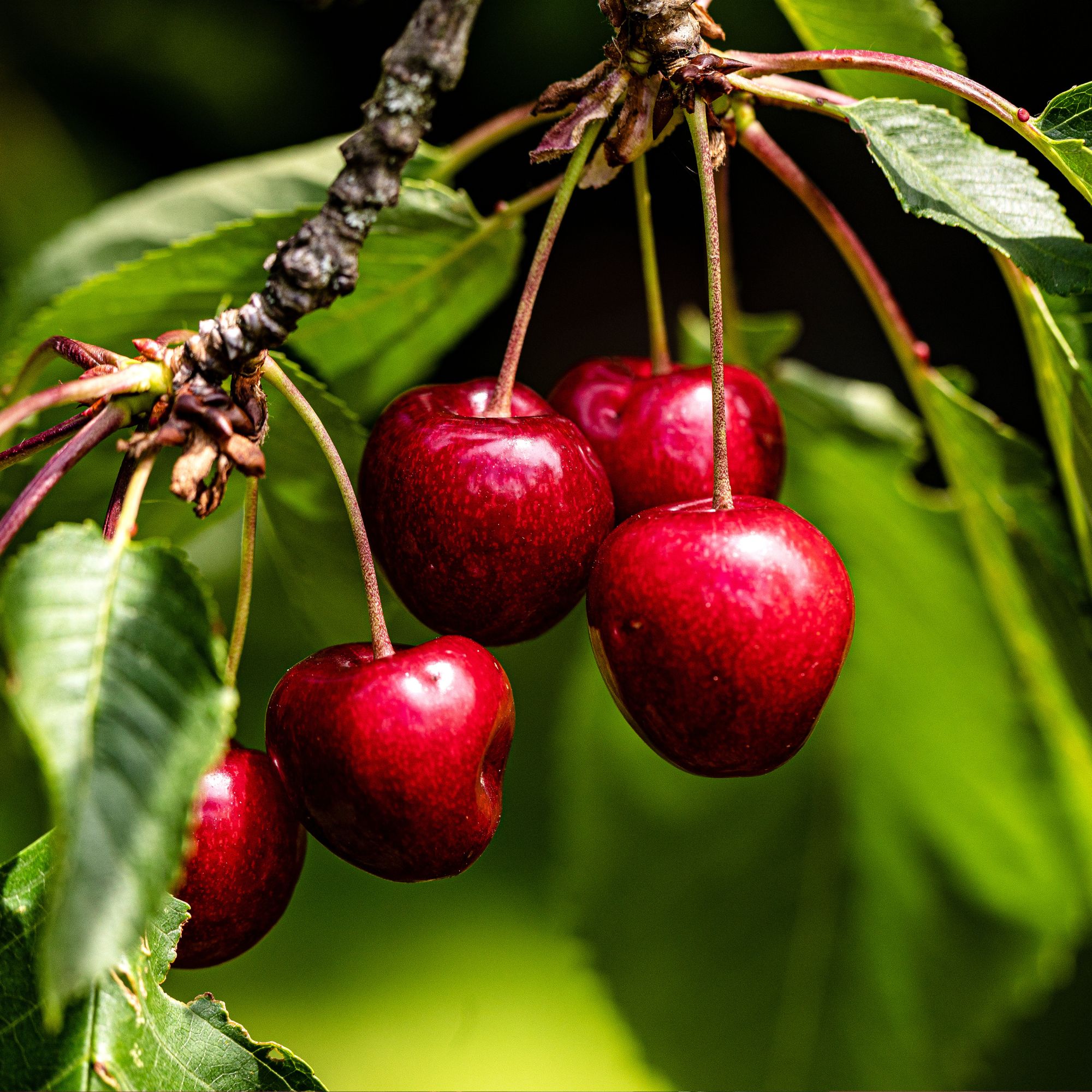 The sweet cherries are almost ripe on this birth month fruit tree
