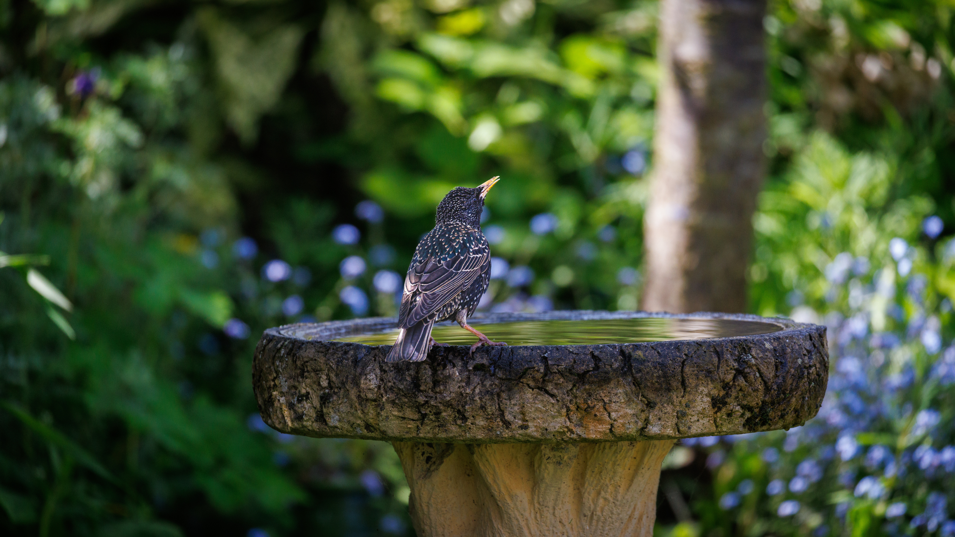 Starling on the edge of a bird bath.