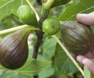Picking figs off a fig tree