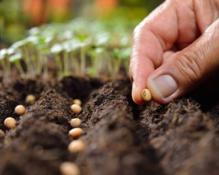 Gardener direct sows seeds into drills outside