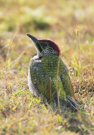 Green bird