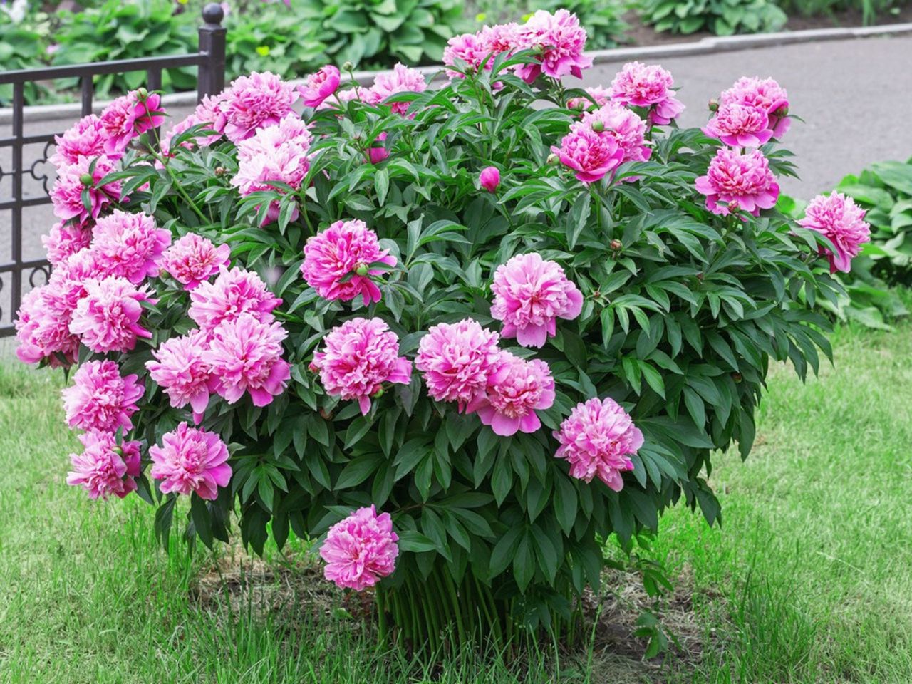 Large Pink Flowered Peony Bush