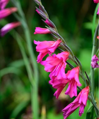 Gladiolus