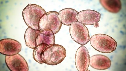 Saccharomyces cerevisiae, which means "sugar-loving fungus," is the yeast that humans know and love for bread-making and beer-brewing.