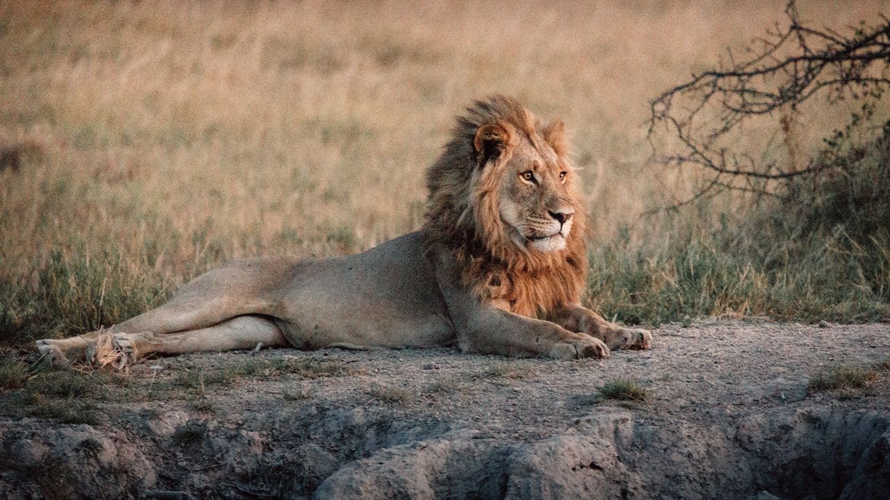 Lion on the Makgadikgadi salt pans, Botswana