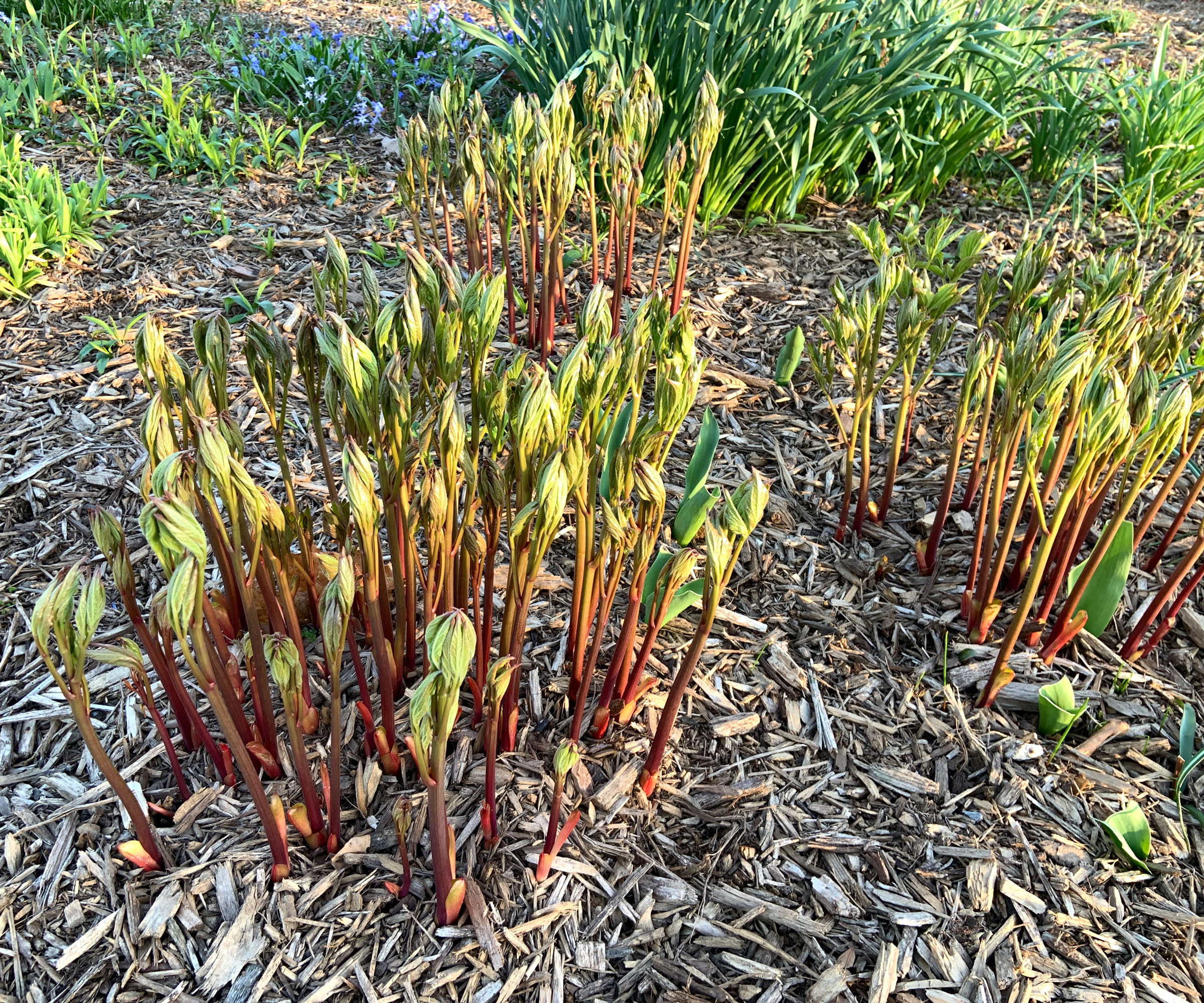 layers of wooden mulch around young peony plants as they develop leafy growth
