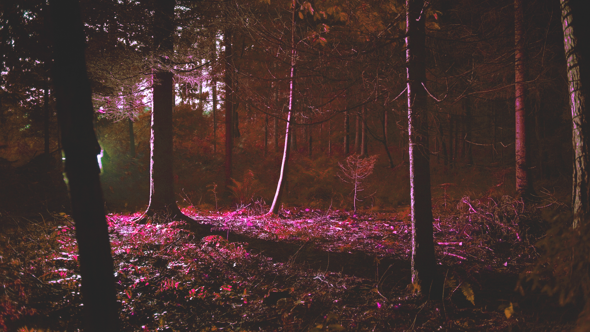 A dark forest with a red light shining throughout