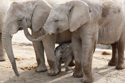 Baby African elephants.