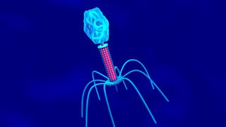 illustration of a space probe-like virus with its genetic material stored in a bulbous structure on one end and long legs at the other end