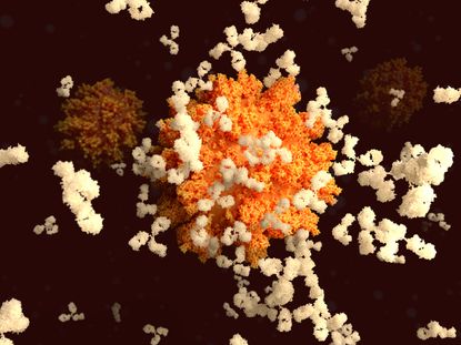 A coronavirus with spike proteins.