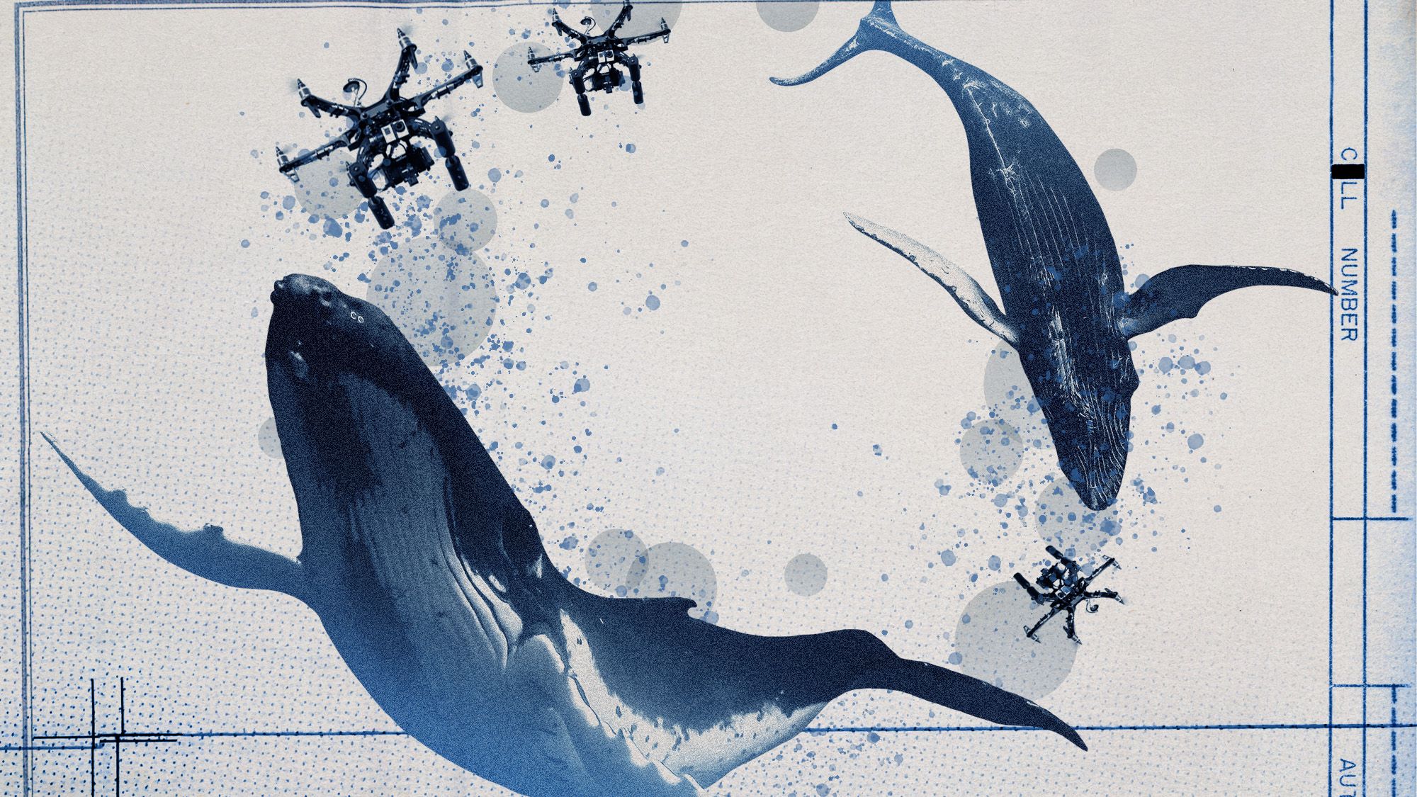 How drones detected a deadly threat to Arctic whales