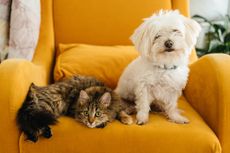 Fluffy white dog and tabby cat relaxing together on mustard yellow armchair.