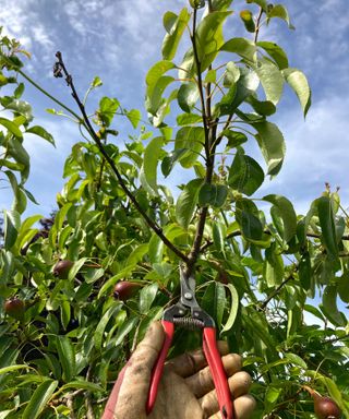 vertical pruning a pear tree