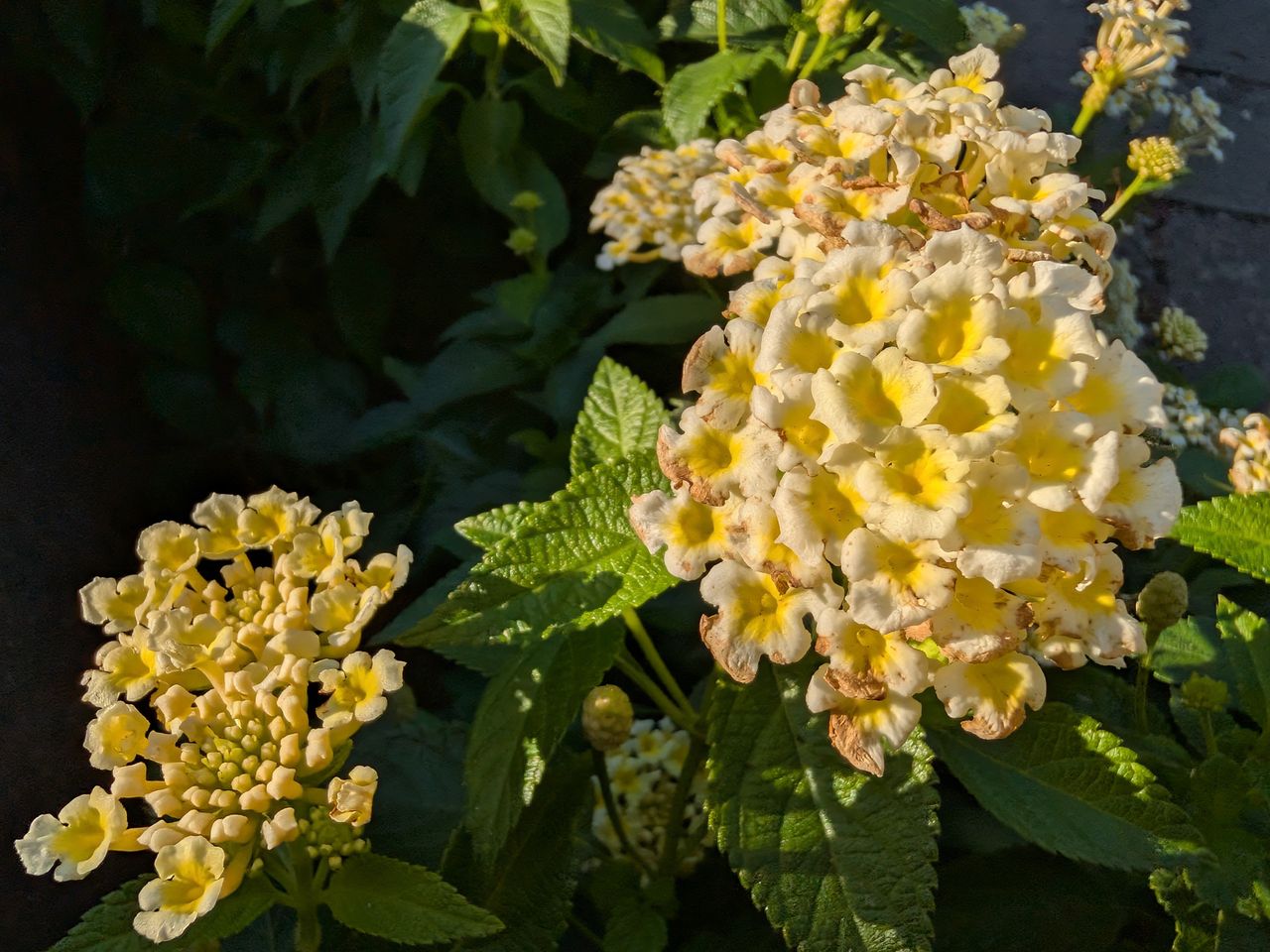 Photos taken with the Google Pixel 10 Pro Fold